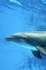 Dolphin in Croatia