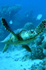 Sea turtle in Croatia
