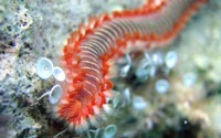 seaworm bol